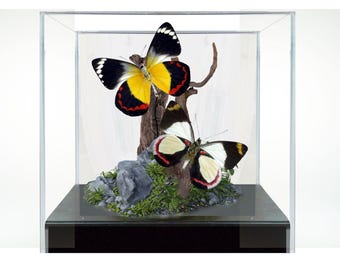 Diorama de mariposas Real - Delias Butterflies (Jezebels) Vitrina de 6x6x6
