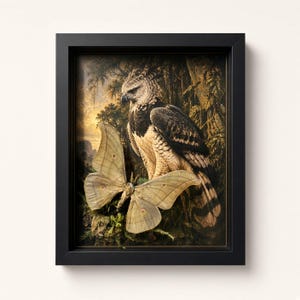 Op de afbeelding: Een ingelijst kunstwerk aan de muur met een gedetailleerde illustratie van een harpij-arend zittend in een dicht, donker bos, met een grote, lichtgele mot met cirkelvormige vleugelmarkeringen prominent op de voorgrond van de compositie.