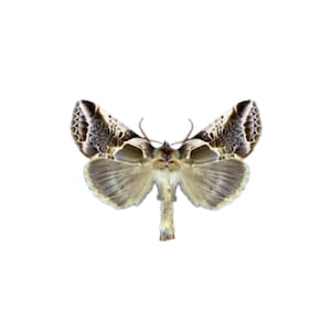 Habrosyne scripta / Lettered Habrosyne Moth / Mounted Specimen / Collector Quality