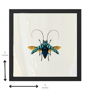 Echter Sternotomis virescens Käfer – 6x6 Schattenbox Display