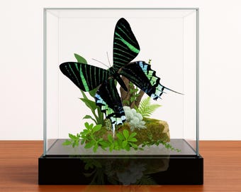 珍しいターコイズ色の大きなカミキリムシの額入り - Anoplophora