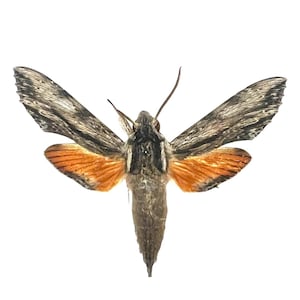 Erinnyis ello – VERDADEIRO Ello Sphinx Moth, Espécime Montado - EUA