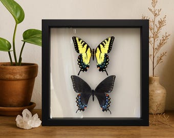 Paar ECHTE Oosterse Tijger Zwaluwstaart – 9 x 9 Shadowbox (vrouwelijk geel en donker)