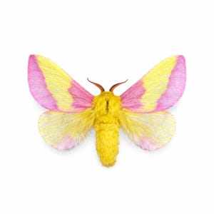 Dryocampa rubicunda – Polilla del arce rosa auténtica, ejemplar montado - EE. UU.