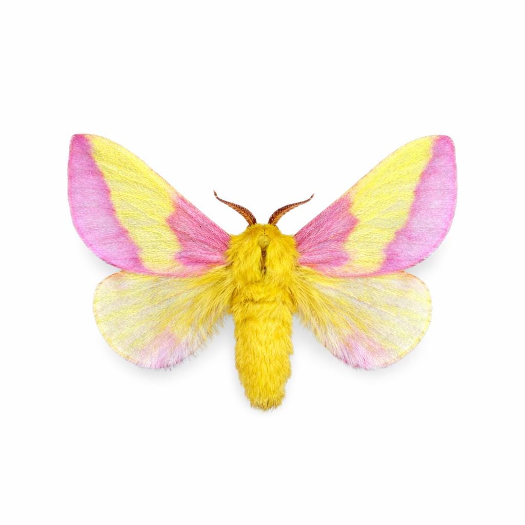 Rosy maple moth - Etsy 日本