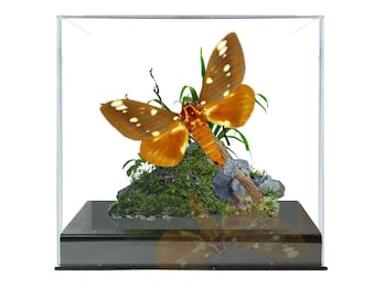 Echt - Hickory Horned Devil / Royal Wanut Moth - Diorama USA Saturniidae -15x20x1,5 cm    