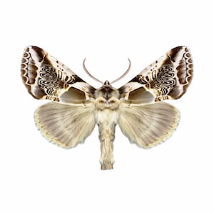 Habrosyne scripta / Polilla Habrosyne con letras / Ejemplar montado / Calidad de coleccionista