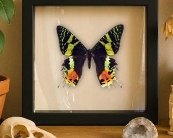 マダガスカルサンセットモス、ガラスベルジャー、本物の昆虫 - Etsy 日本