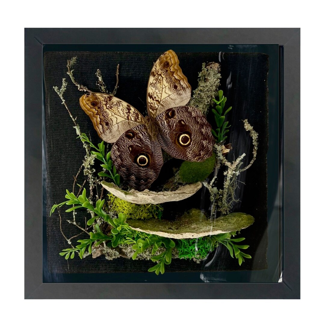 REAL - LARGE Owl Butterfly Diorama -11X11X5 Inch Shadowbox Diorama ...