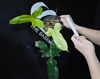 US Seller Philodendron Golden Dragon Mint