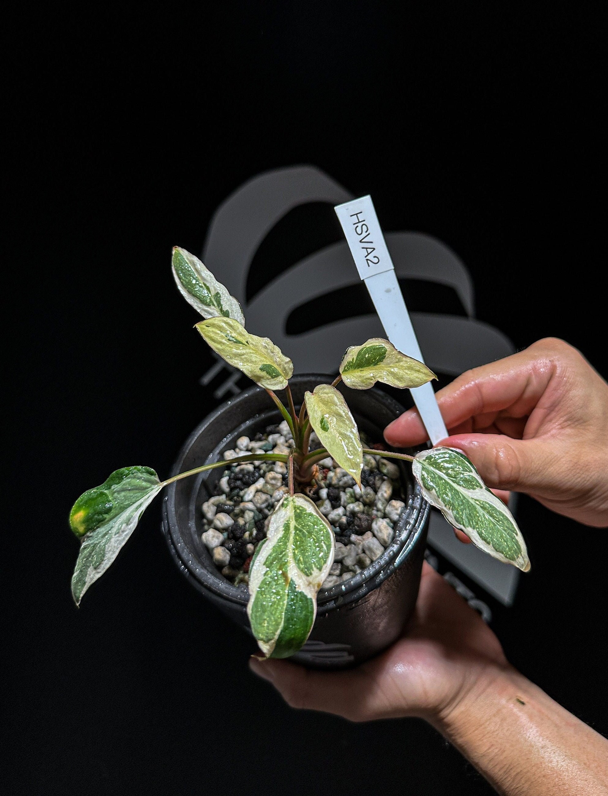 hoya heuschkeliana variegata kaufen Hoya Heuschkeliana Variegated