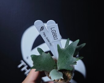 US Seller Platycerium Willinckii Golden Boy Sporeling - Etsy