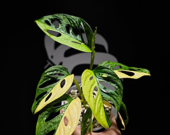 US Seller Rhaphidophora Tetrasperma Migma Variegated - Etsy