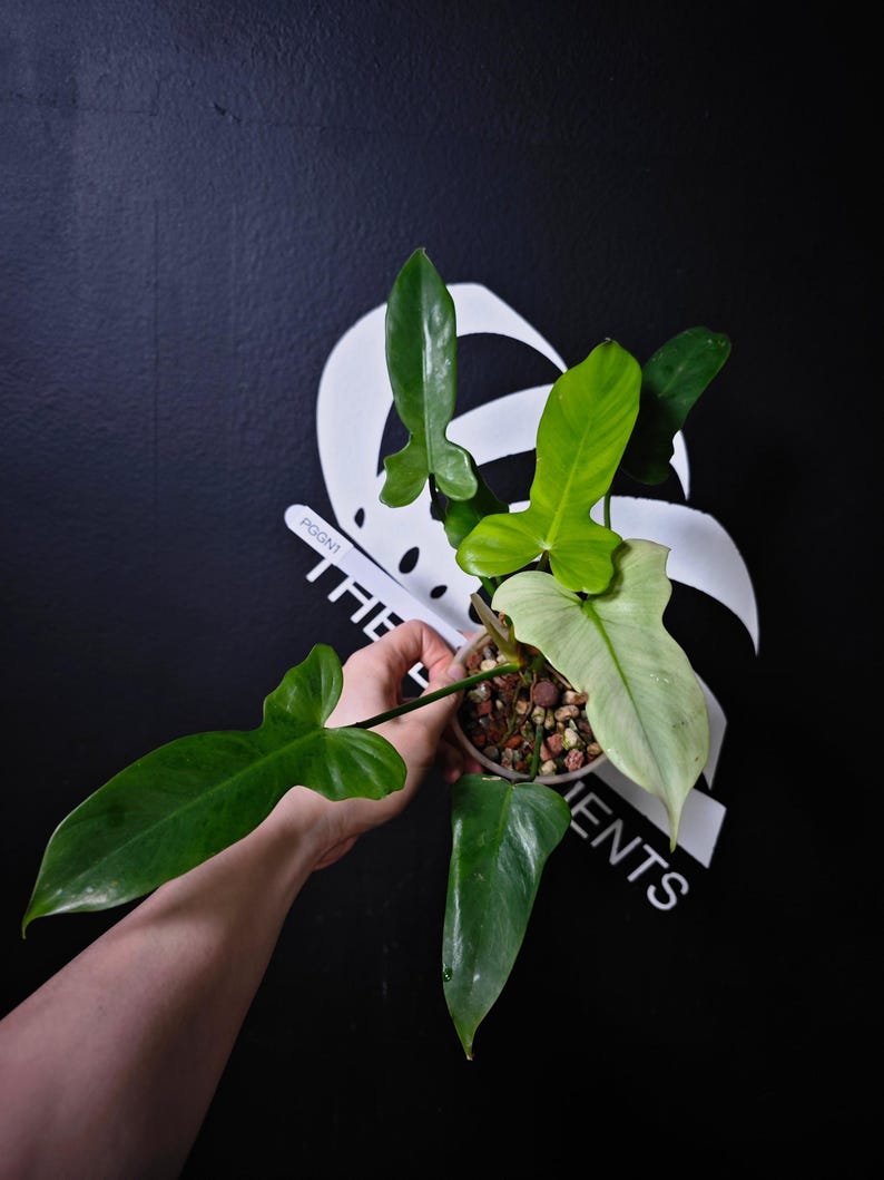 ThebasementsNYC Philodendron Golden Dragon - Thumbnail 4