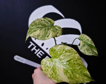 US Seller Monstera Legacy
