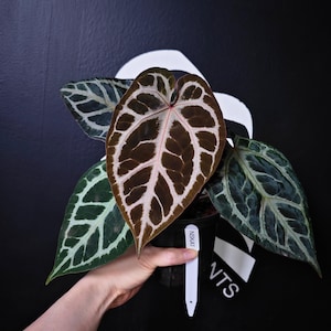 May include: Anthurium plant with large, textured leaves in shades of green and brown, held in a black pot. The leaves have prominent veining. A white tag with the text "NSK41" is attached to the pot. The background is black with a white shape.