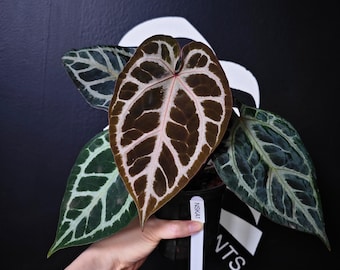 Anthurium Michelle X SKG Silver 4” - US SELLER - Etsy