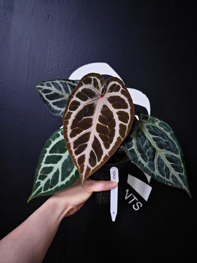 May include: Anthurium plant with large, textured leaves in shades of green and brown, held in a black pot. The leaves have prominent veining. A white tag with the text "NSK41" is attached to the pot. The background is black with a white shape.