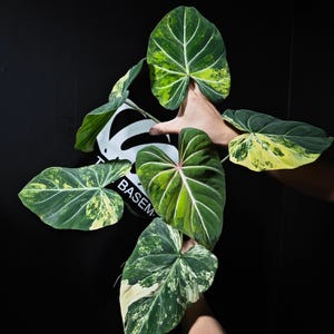 philodendron Verrucosum Variegated" - Etsy