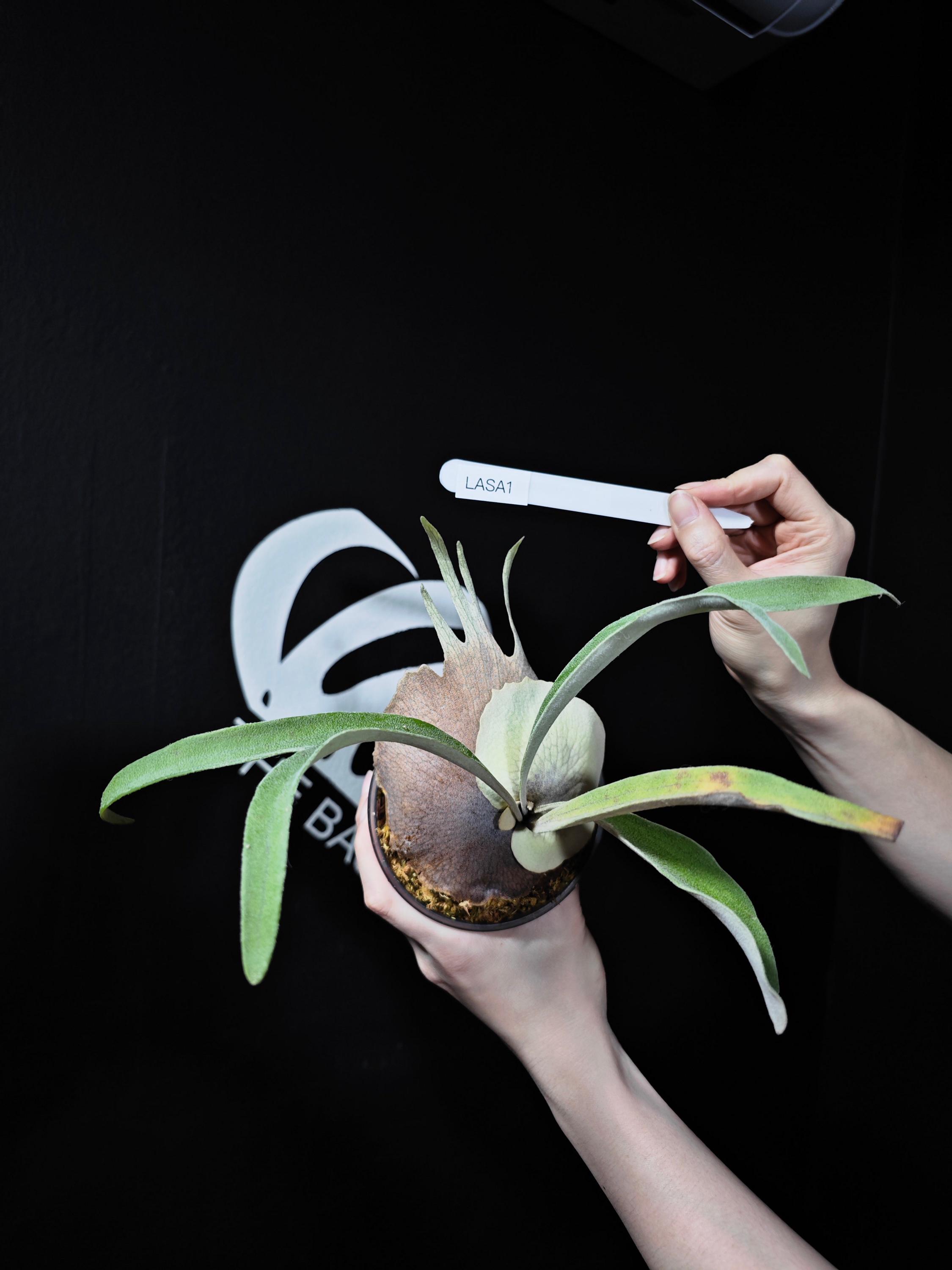 P. veitchii 'Auburn ' pup ラスト7 il_fullxfull.6484761492_h7f2.jpg