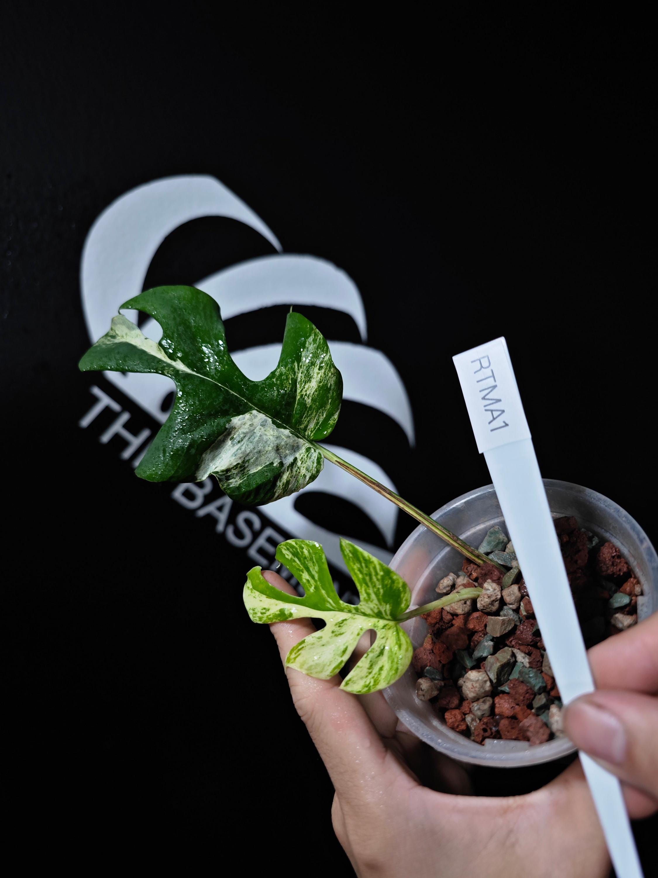 超希少Rhaphidophora Tetrasperma Migmaトップカット 超希少 斑入りRhaphidophora Tetrasperma 'Migma' 超希少Rhaphidophora