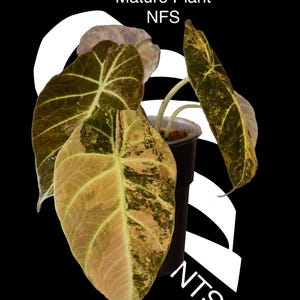 US Seller Alocasia Black Velvet Aurea Gold