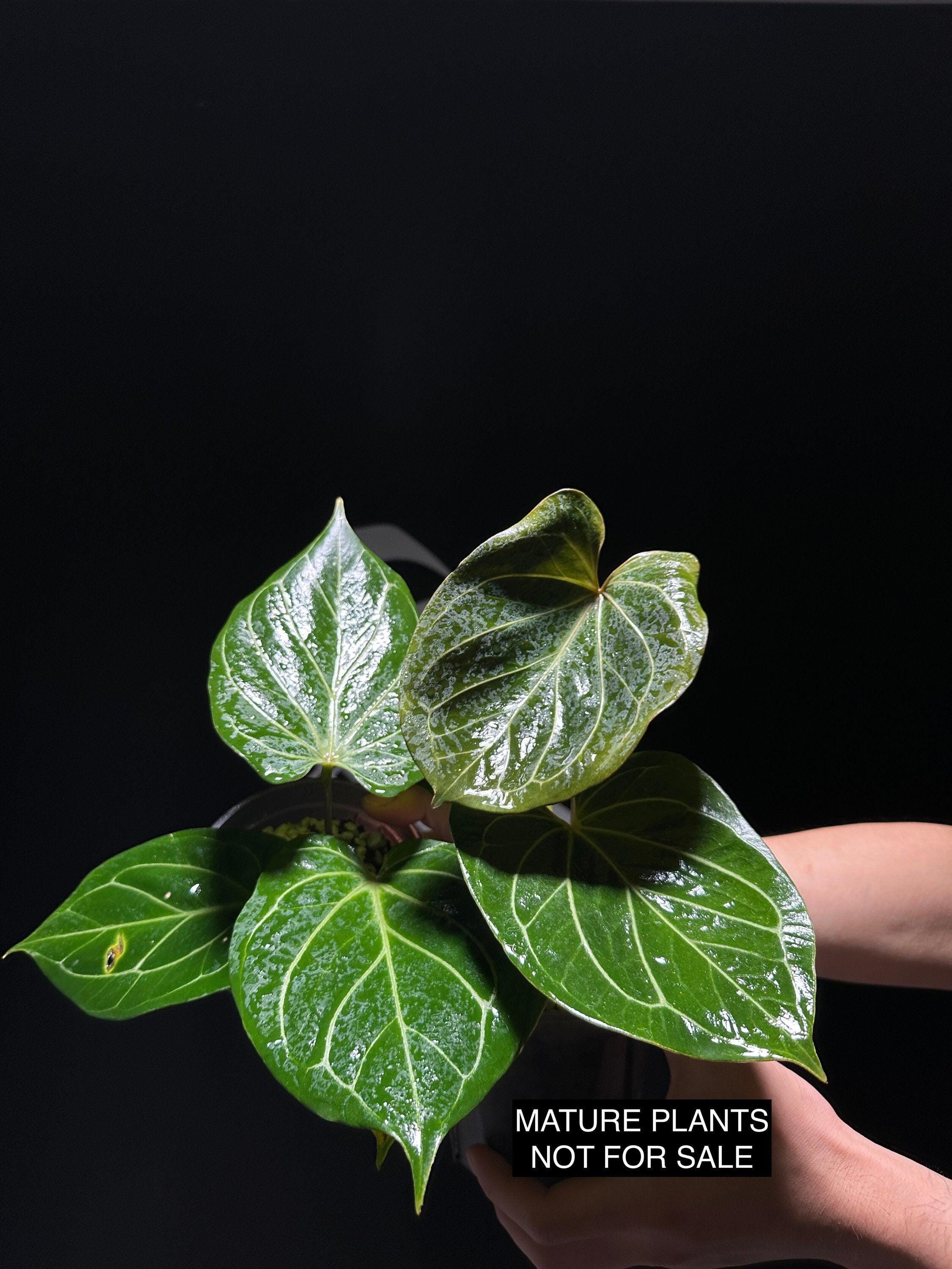 US Seller Anthurium King of Spades Mr Hu Seedling - Etsy US Seller Anthurium King of Spades Mr Hu Seedling - Etsy