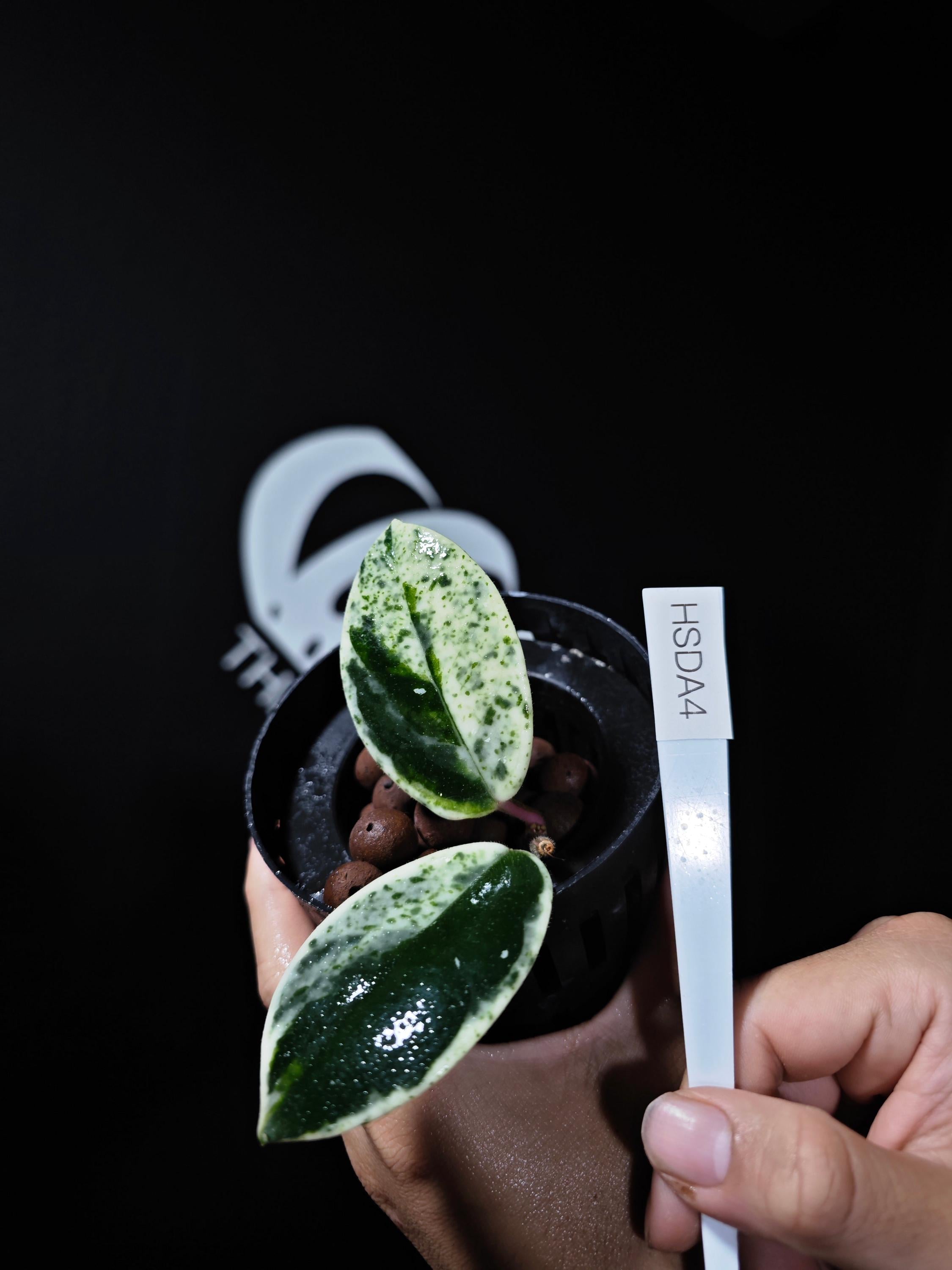 小物 hoyadara66 Hoya Carnosa Madara - Etsy