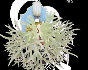 US Seller Platycerium Willinckii Jade Girl Sporelings - Etsy