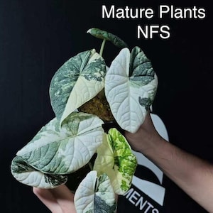 Alocasia Melo Variegata - Etsy