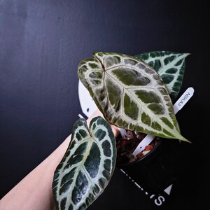 Anthurium Swan Kiss