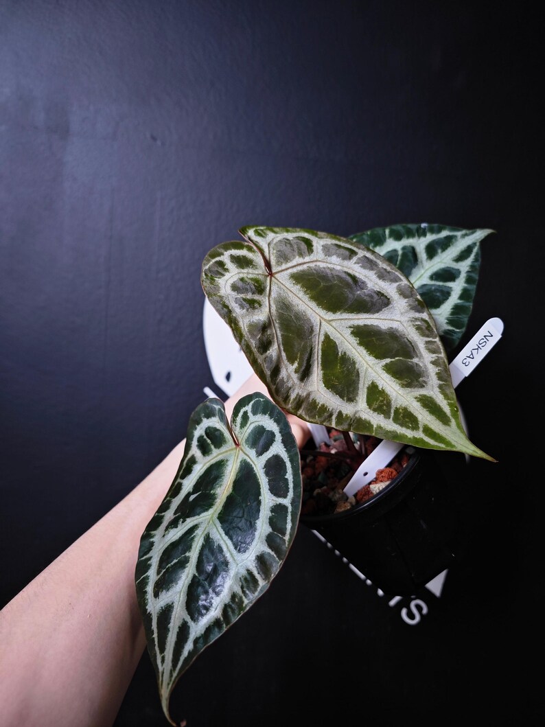 Anthurium Swan Kiss