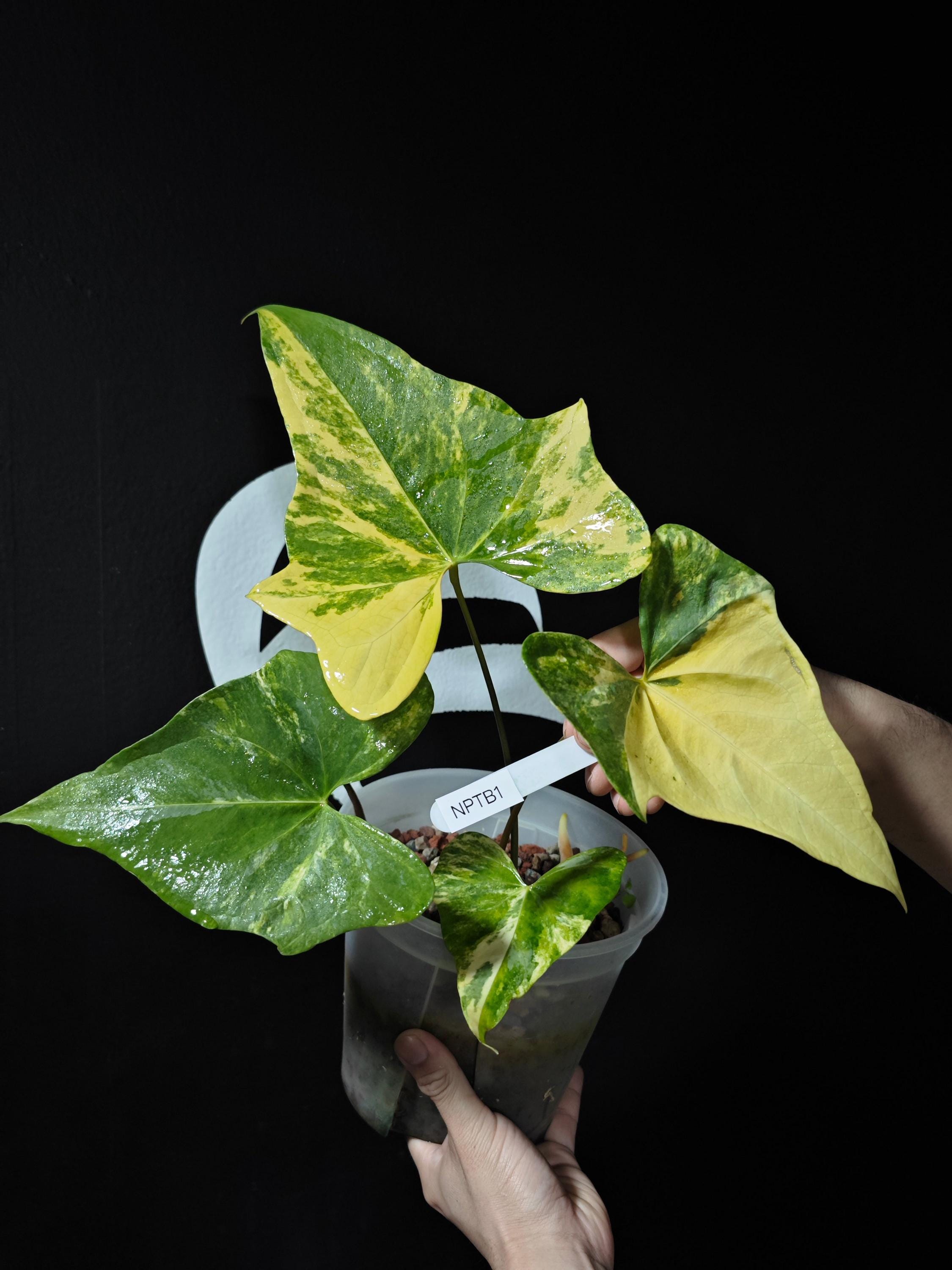 large dracaena plant Dracaena marginata XL