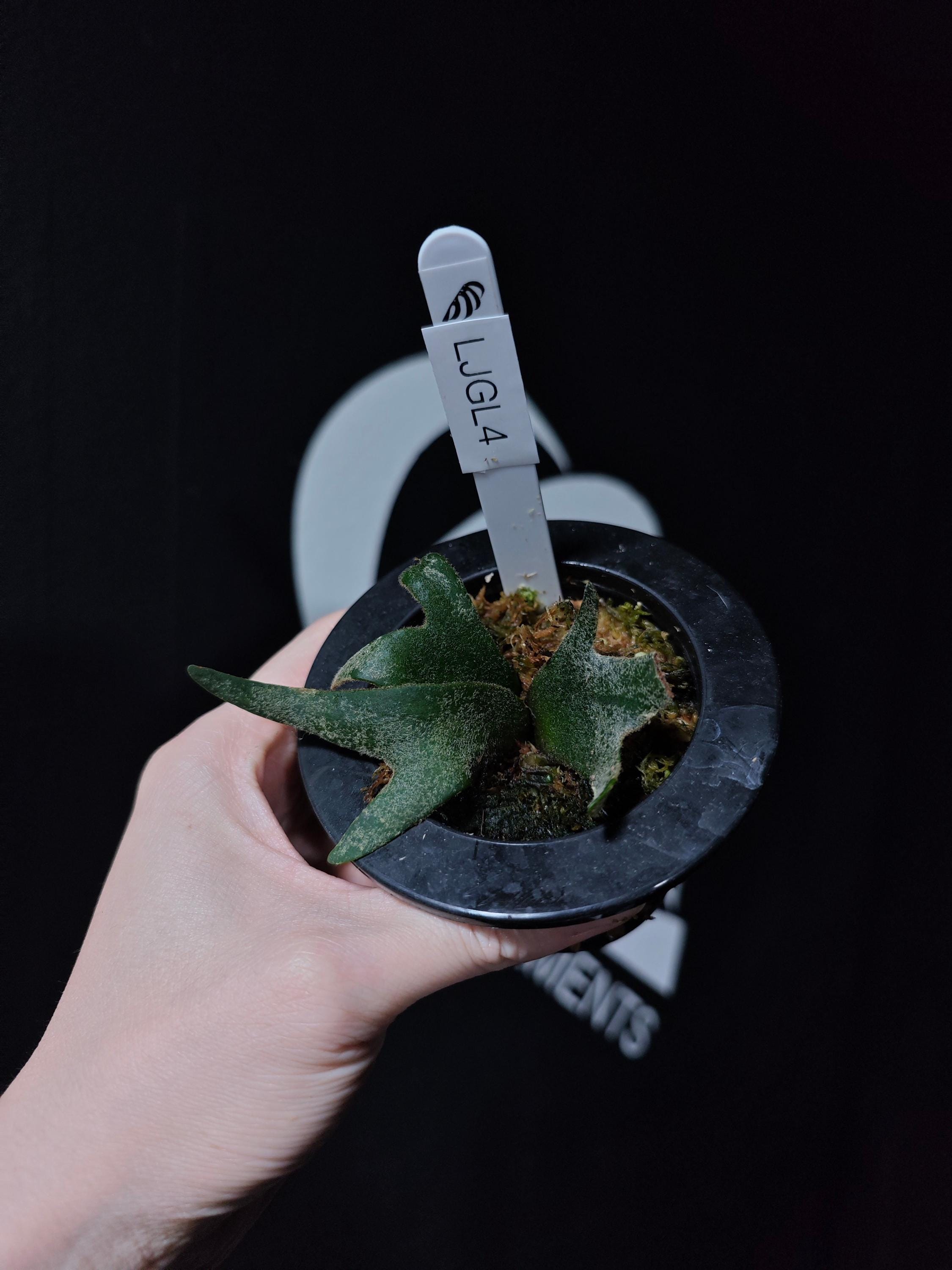 US Seller Platycerium Willinckii Jade Girl Sporelings - Etsy