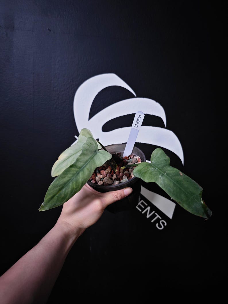 ThebasementsNYC Philodendron Golden Dragon - Thumbnail 5