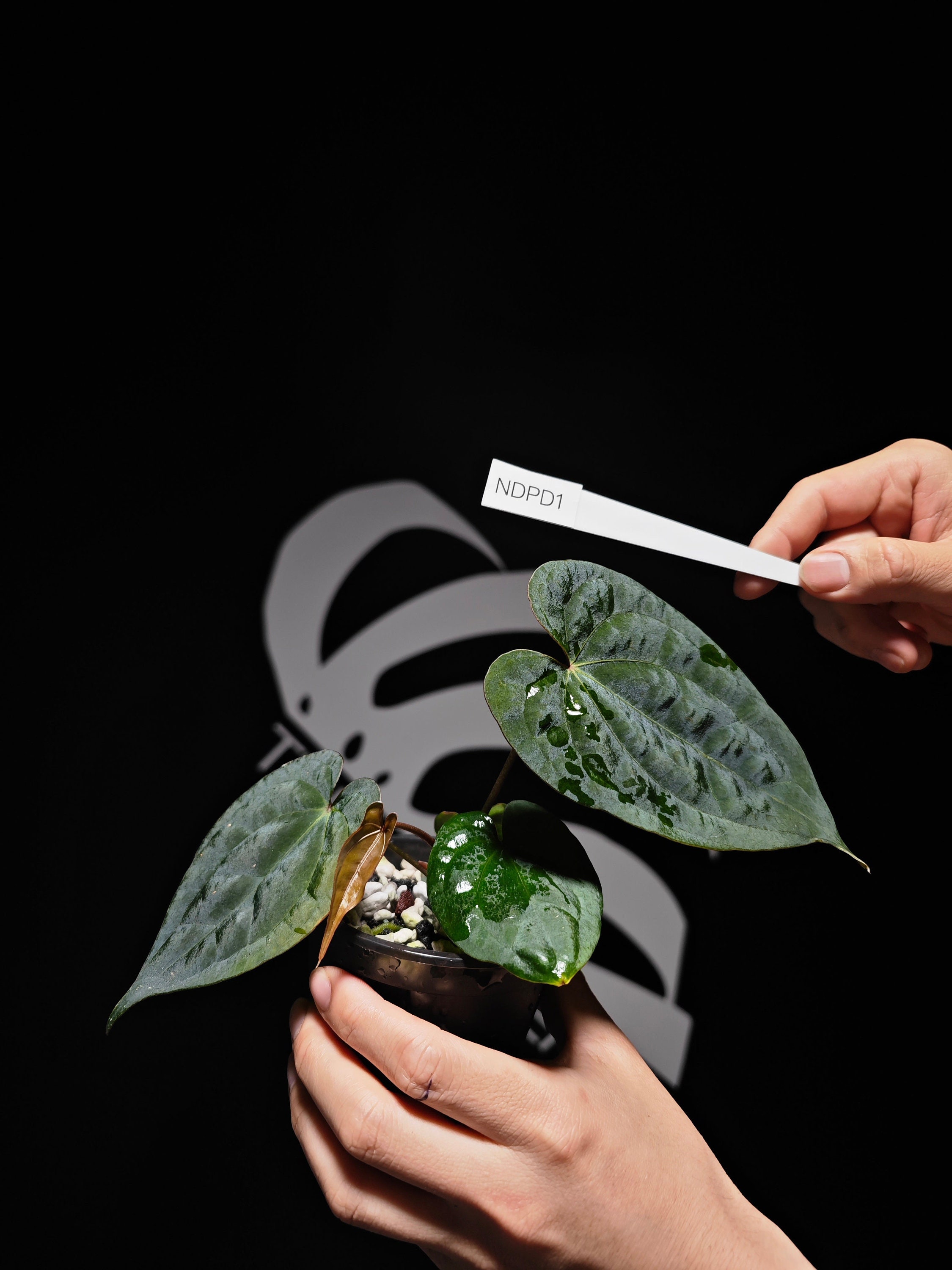 US Seller Anthurium Dark Phoenix X Papillilaminum Seedings - Etsy