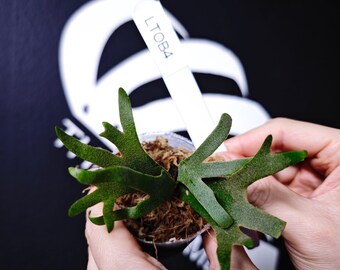 Platycerium Willinckii Dwarf 'totoro' Sporelings - Etsy