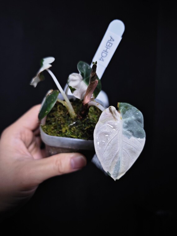 US Seller Alocasia Balloon Heart Pink Variegated - Etsy