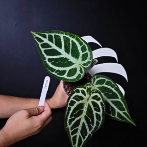 Anthurium Skg Silver - Etsy