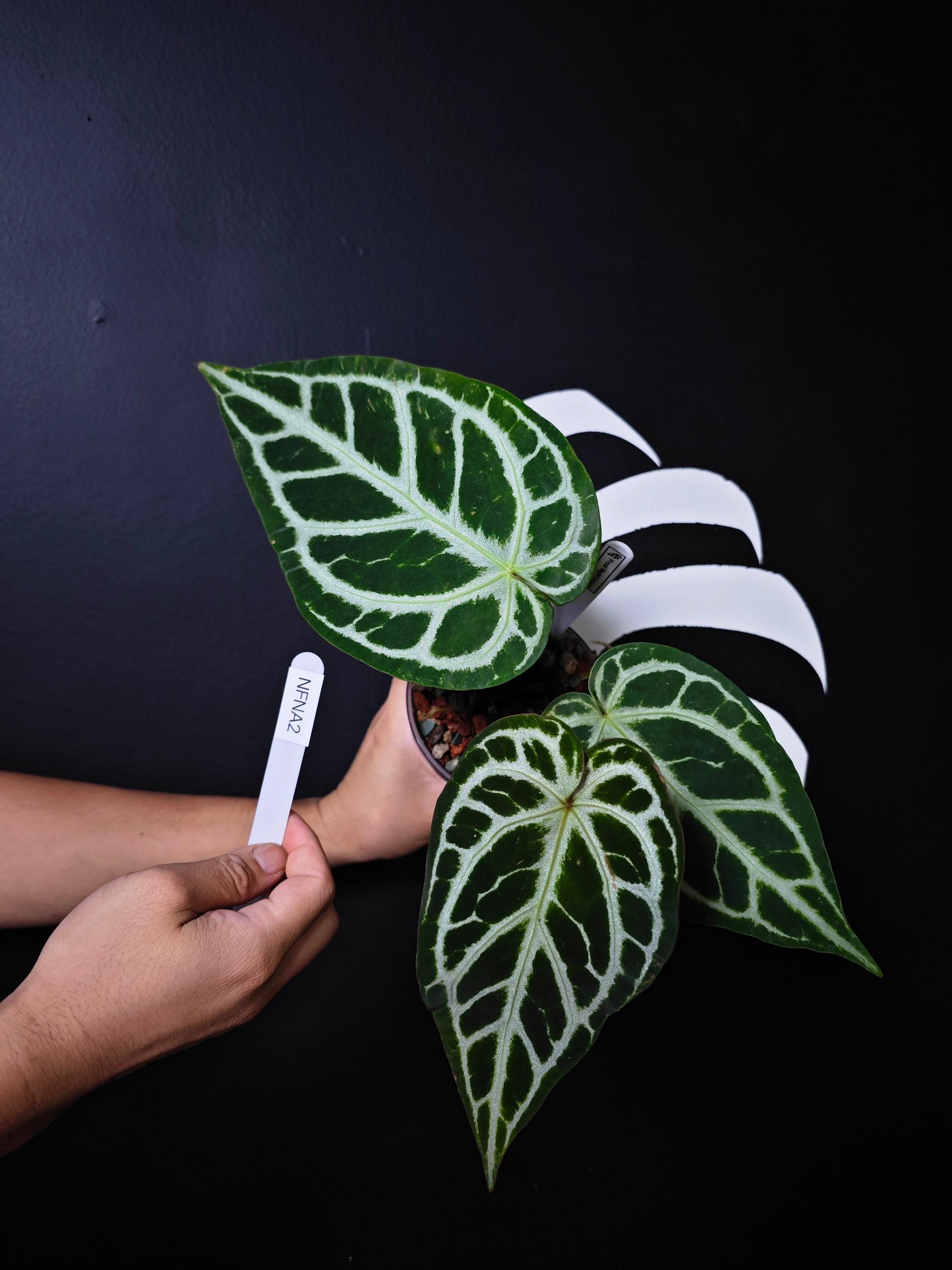 Skg Silver Anthurium - Etsy