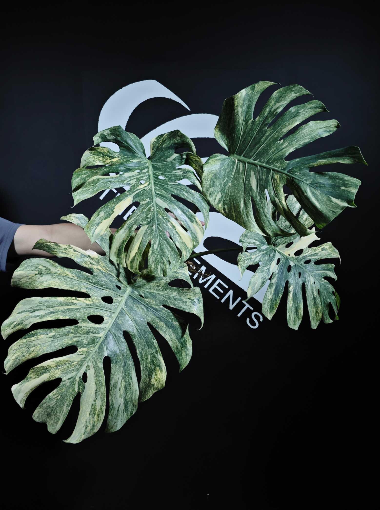 US Seller Monstera Legacy - Etsy