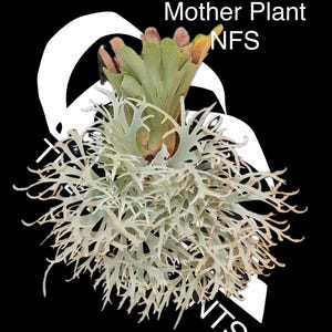 Platycerium Willinckii Dwarf 'totoro' Sporelings - Etsy