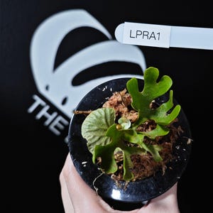 P. Ridleyi Dwarf Sliver - Etsy