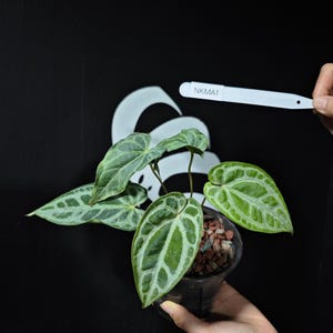 Anthurium Skg Silver - Etsy