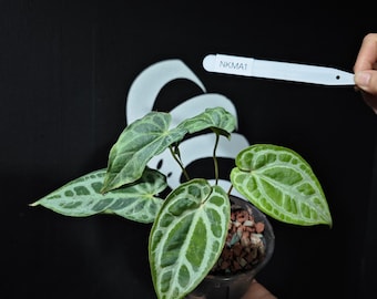Anhurium SKG Silver Mutation
