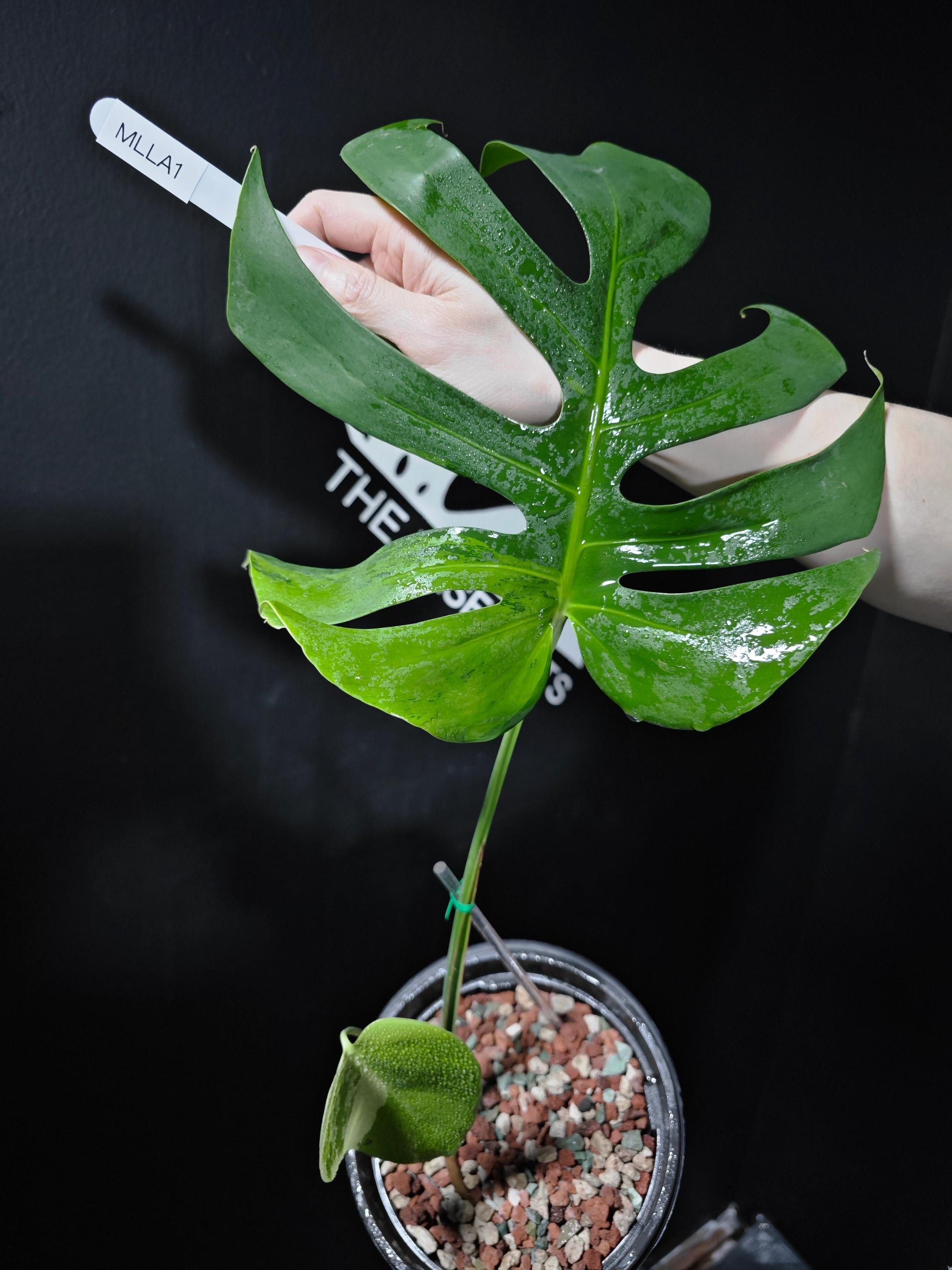 Monstera Electro Light - Etsy