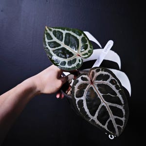 Anthurium Swan Kiss