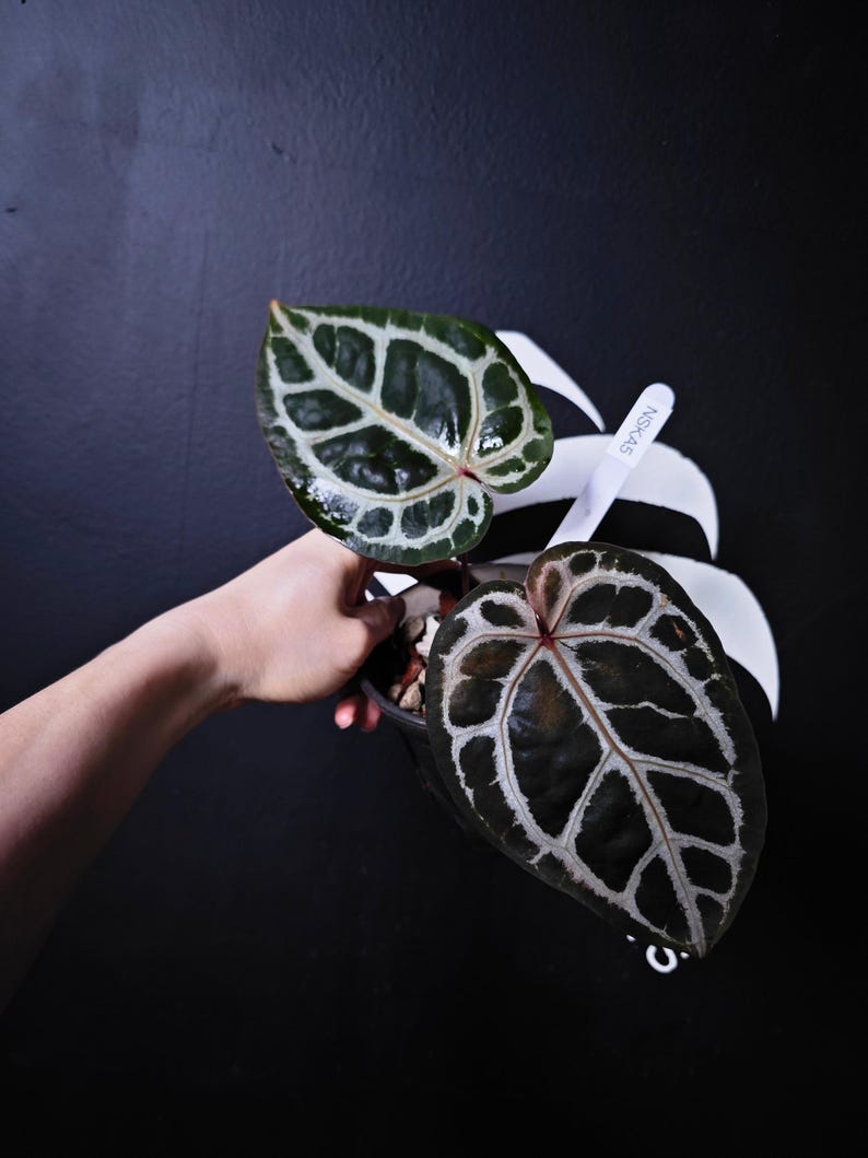 Anthurium Swan Kiss