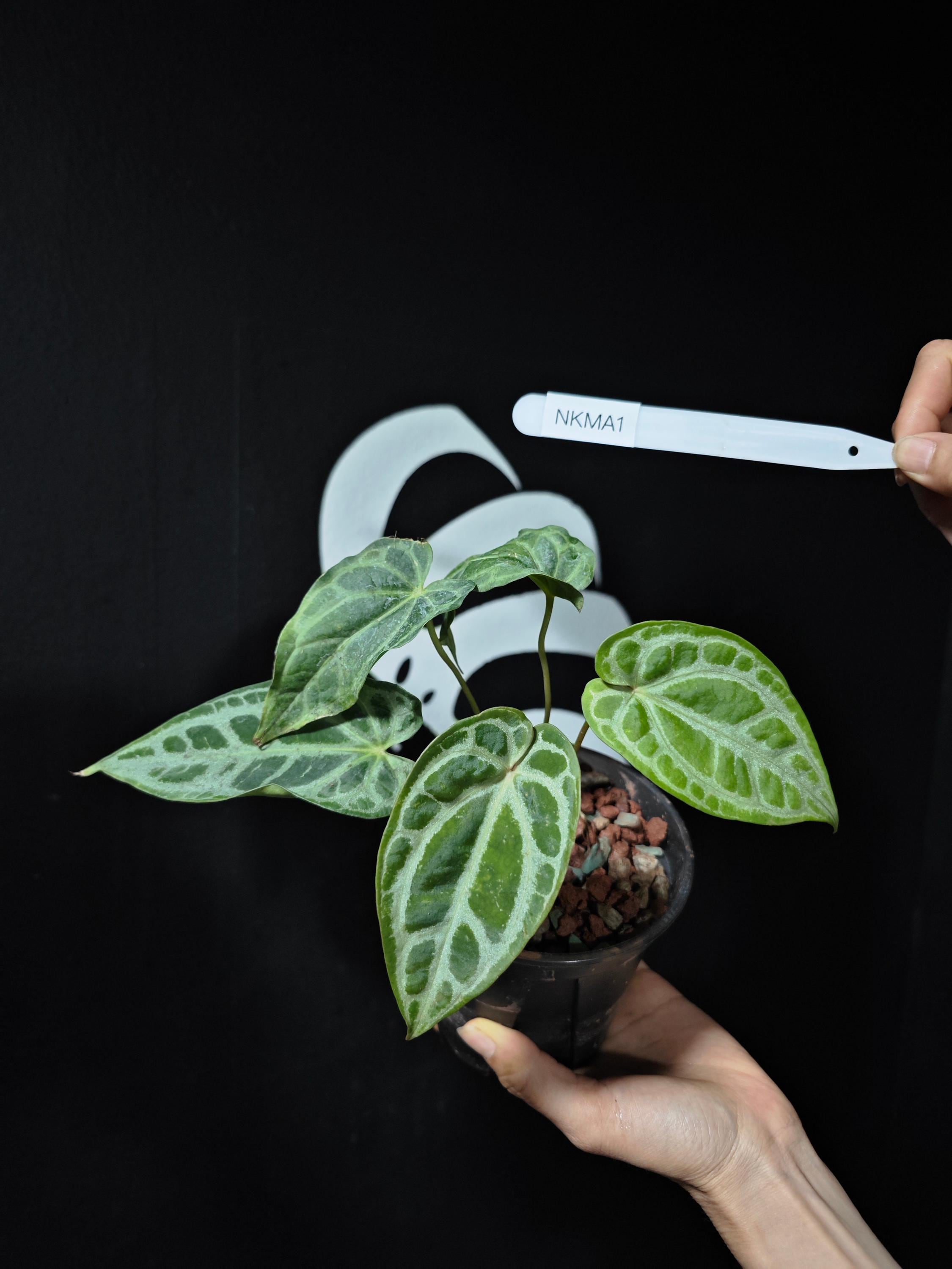Skg Silver Anthurium - Etsy