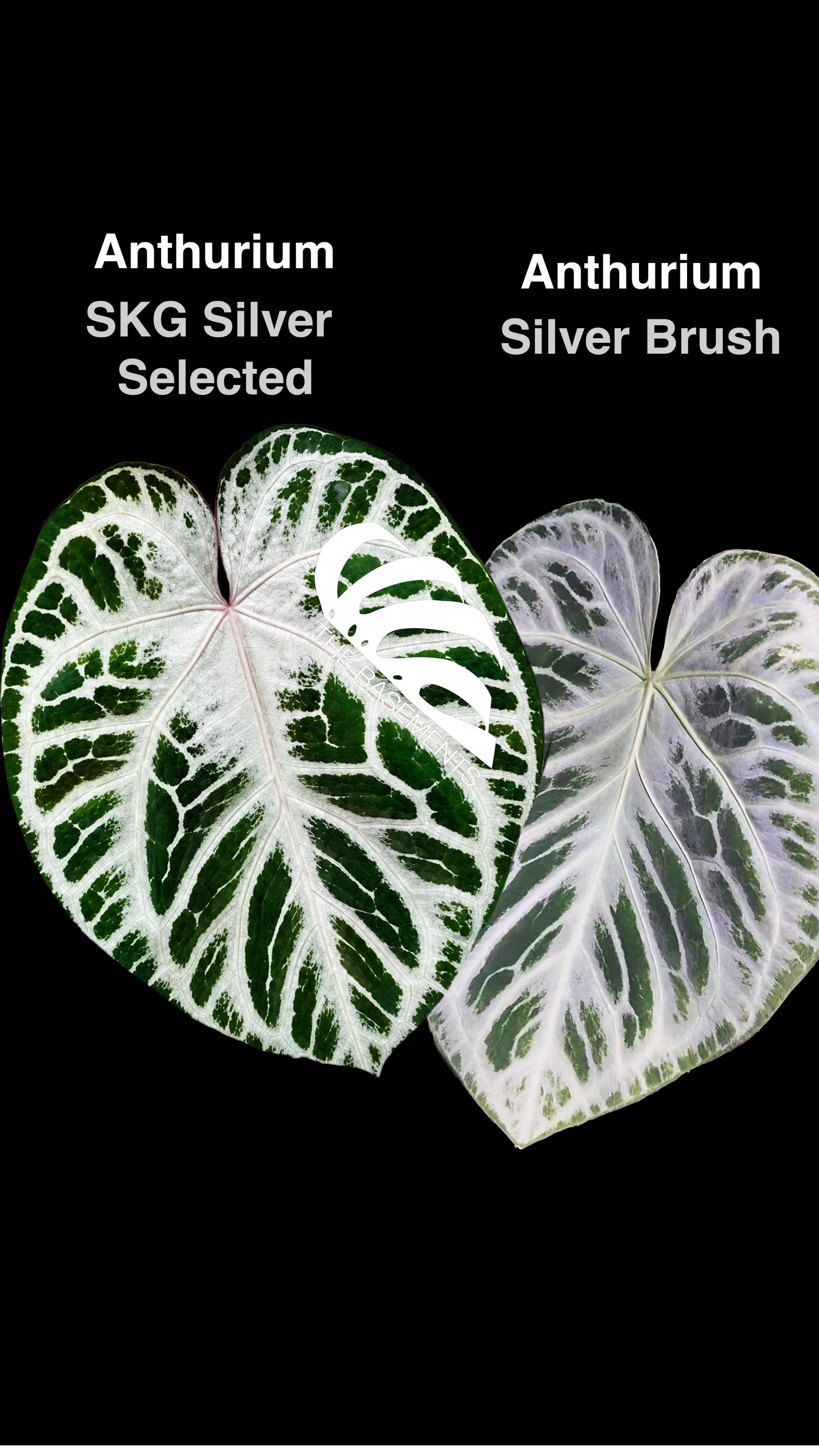 Skg Silver Anthurium - Etsy